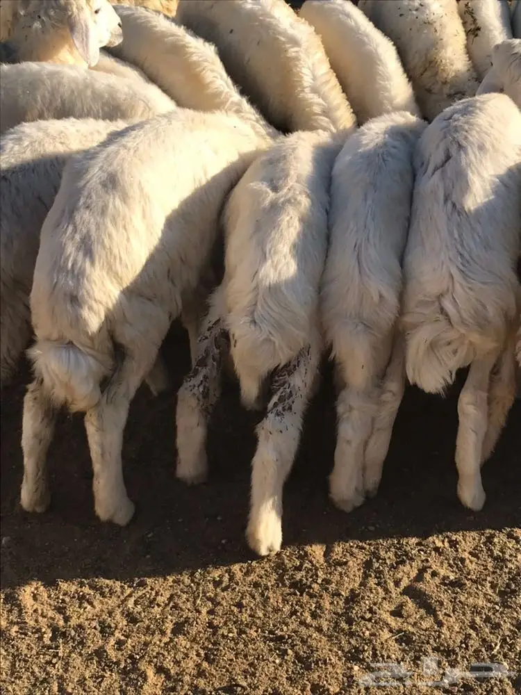 بهم حري نظيف (image 2)