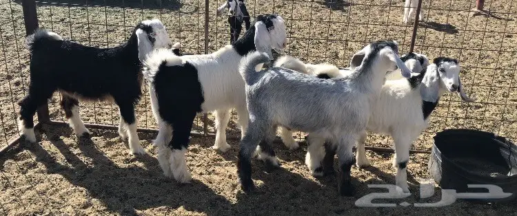 تيوس للبيع (image 1)