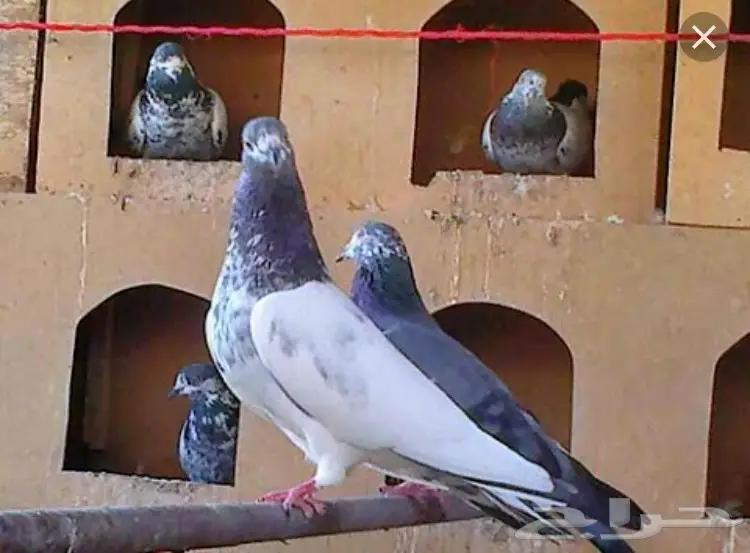 حمام مشكل للبيع