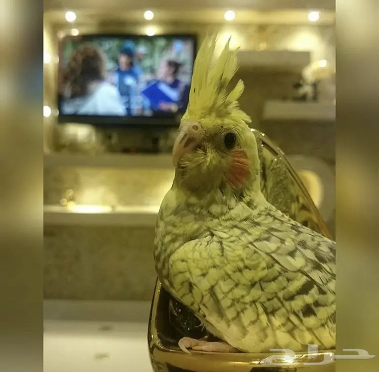 جوز كروان بفروخه (image 6)