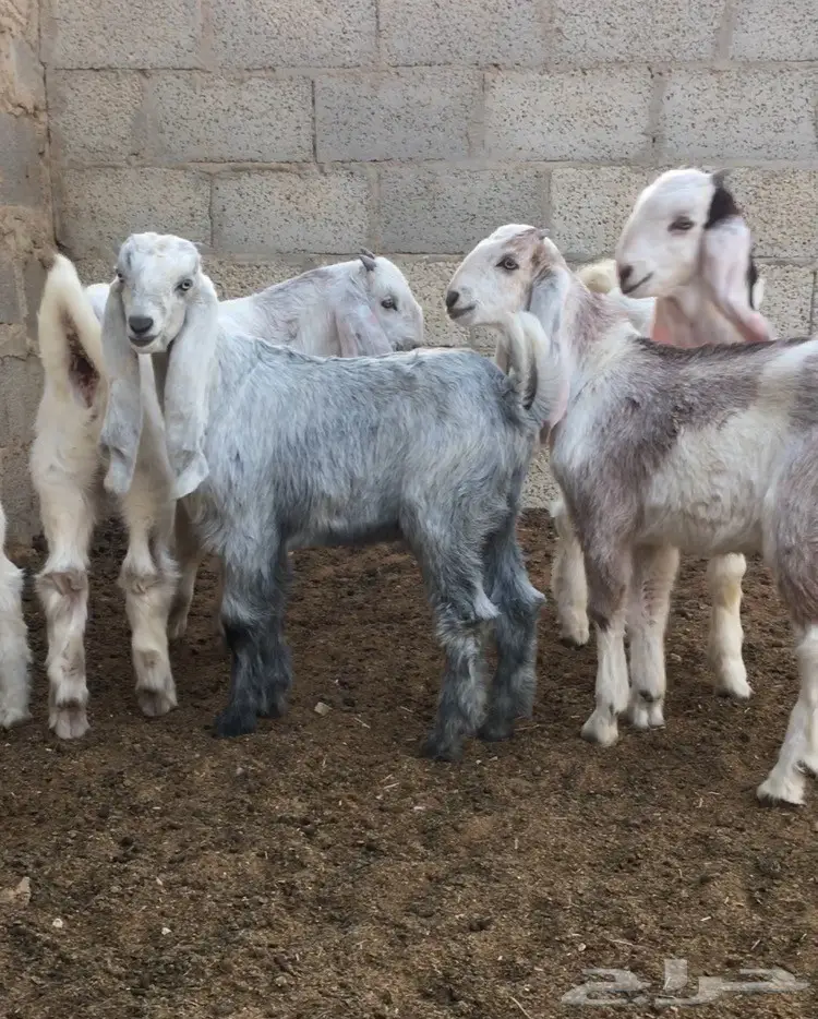 5تيوس لبانيه وفيها مستقبل فحول (image 1)