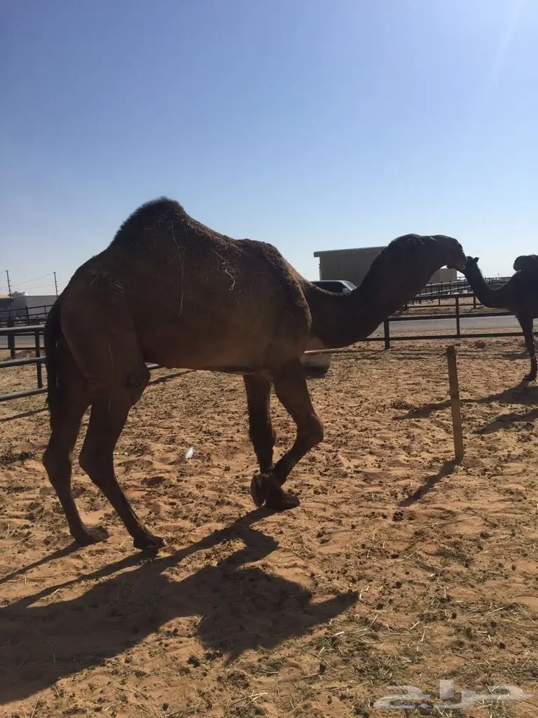 بعير كفو للبيع او البدل المناسب (image 1)