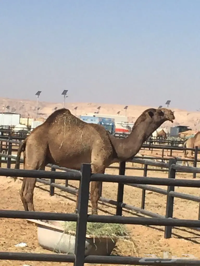 بعير كفو للبيع او البدل المناسب (image 2)