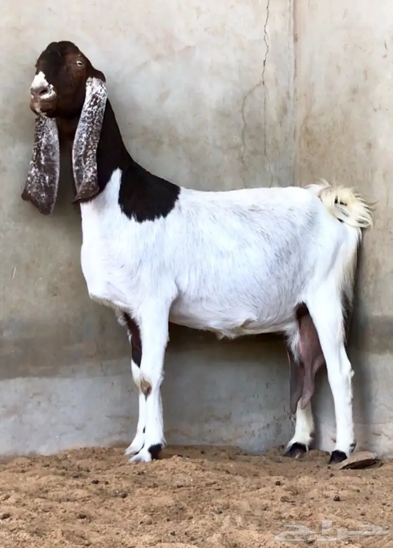 مشاريك دفيع على رمز (image 1)