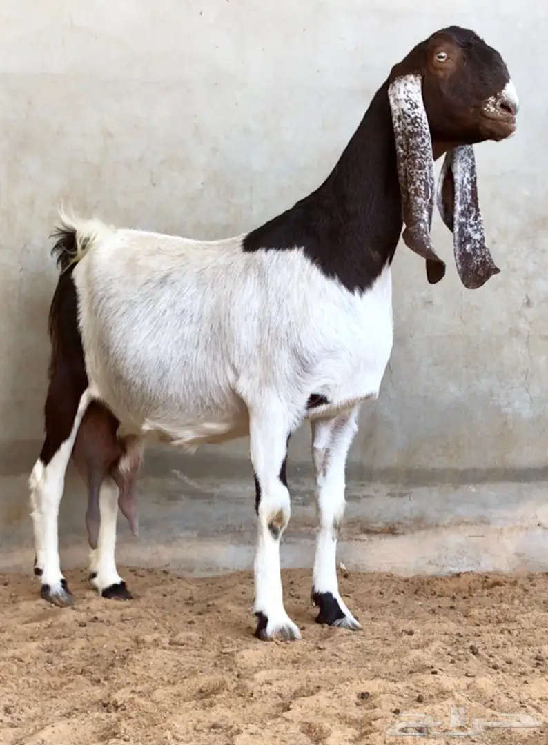 مشاريك دفيع على رمز