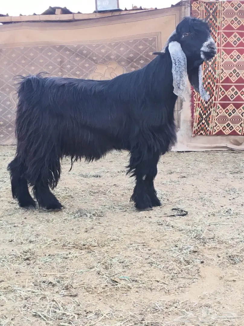 فحل عارضي صنف لاهل العوارض (image 1)