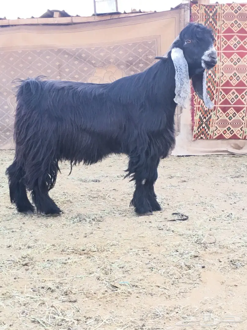 فحل عارضي صنف لاهل العوارض (image 2)