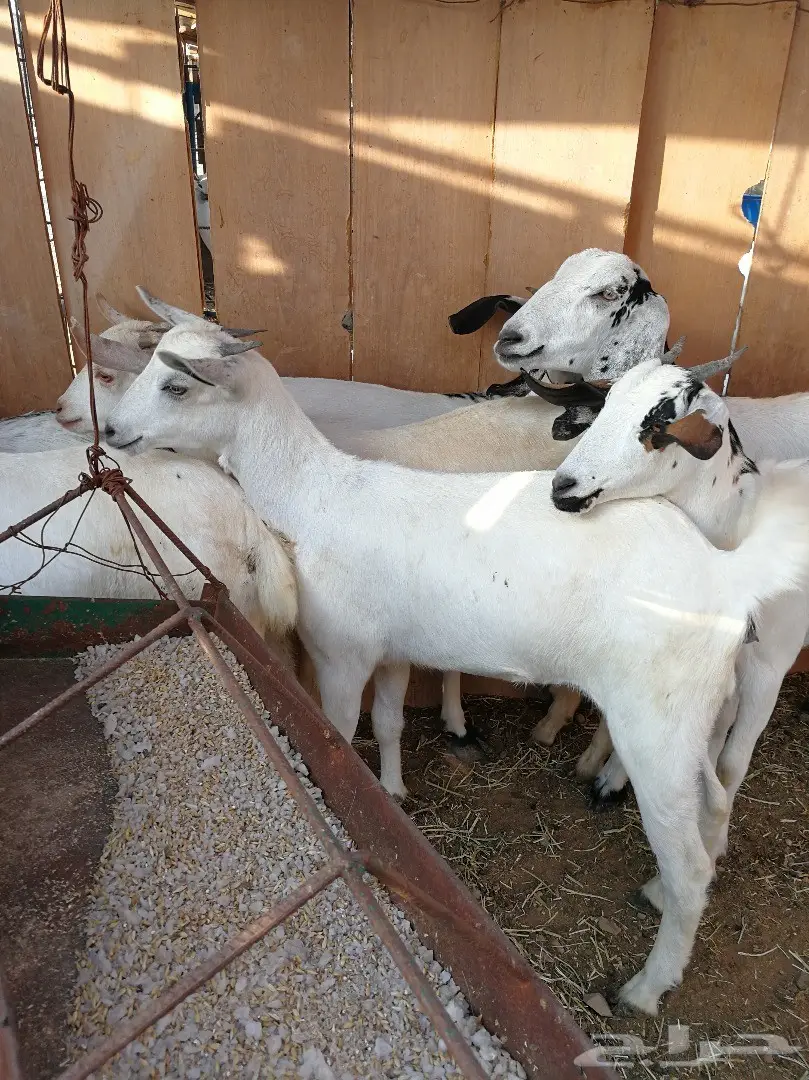 جفار بيشية ورخل حرية