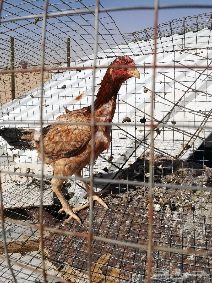 ديك ودجاجه باكستاني توب تب مستوى بطلل (image 4)