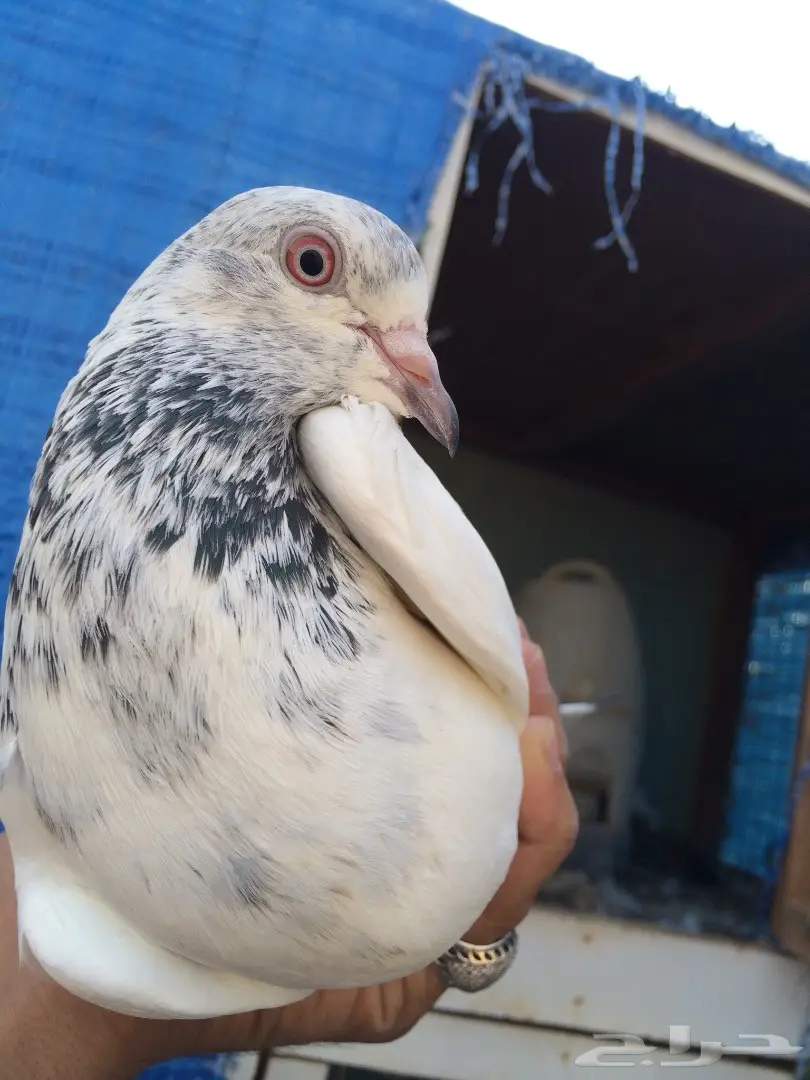 حمام باكستاني  (image 5)