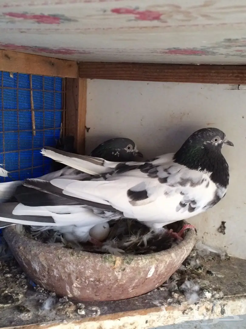 حمام باكستاني  (image 6)