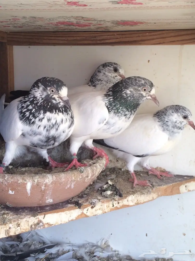 حمام باكستاني  (image 7)