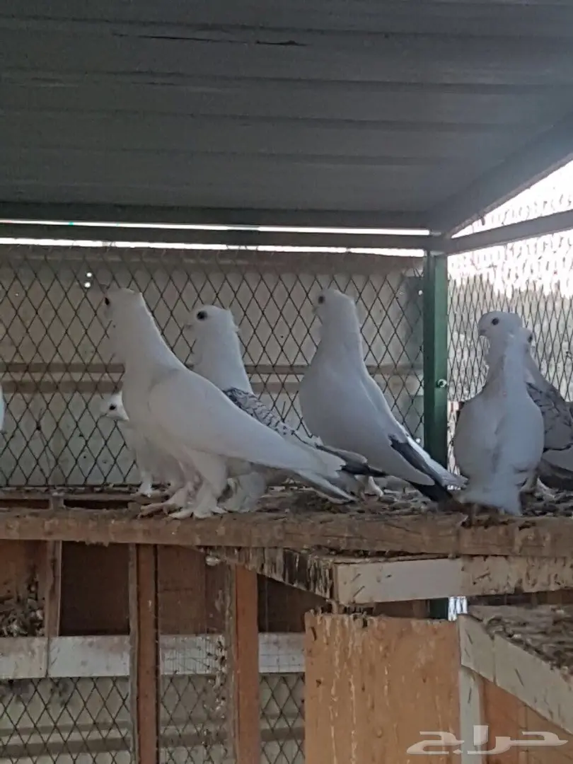 للبيع عشة حمام حب رمان