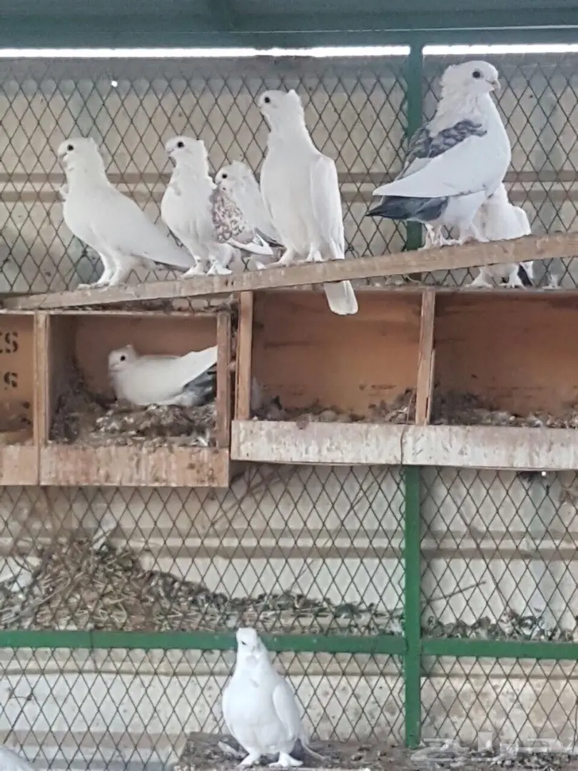 للبيع عشة حمام حب رمان (image 1)