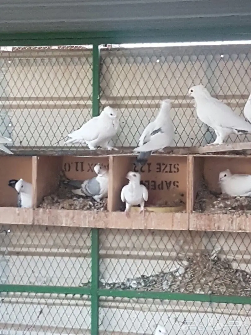 للبيع عشة حمام حب رمان (image 2)