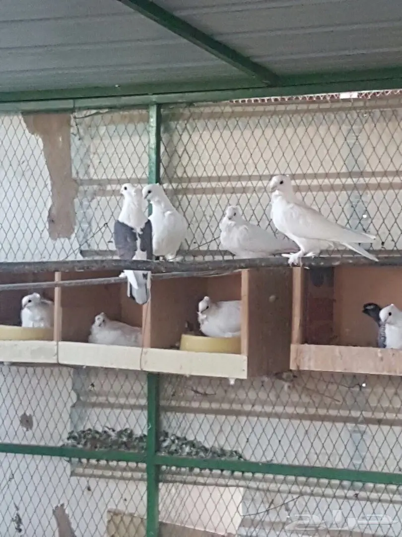 للبيع عشة حمام حب رمان (image 3)