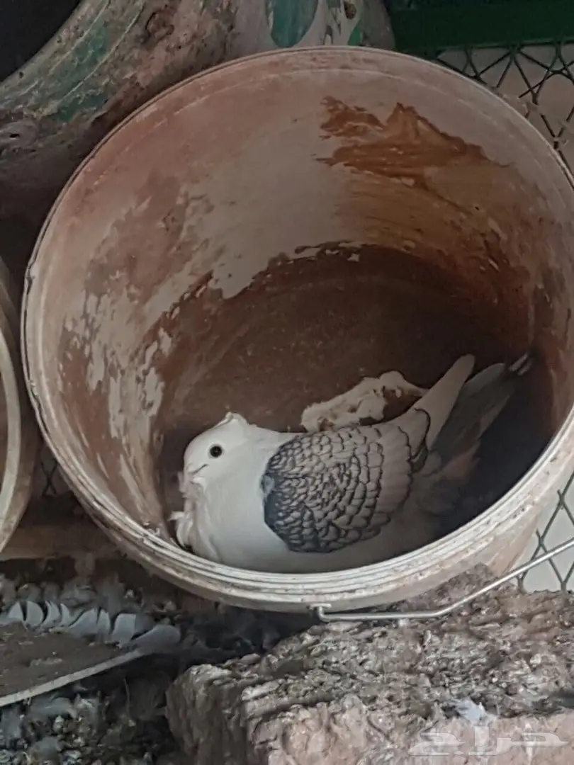 للبيع عشة حمام حب رمان (image 4)