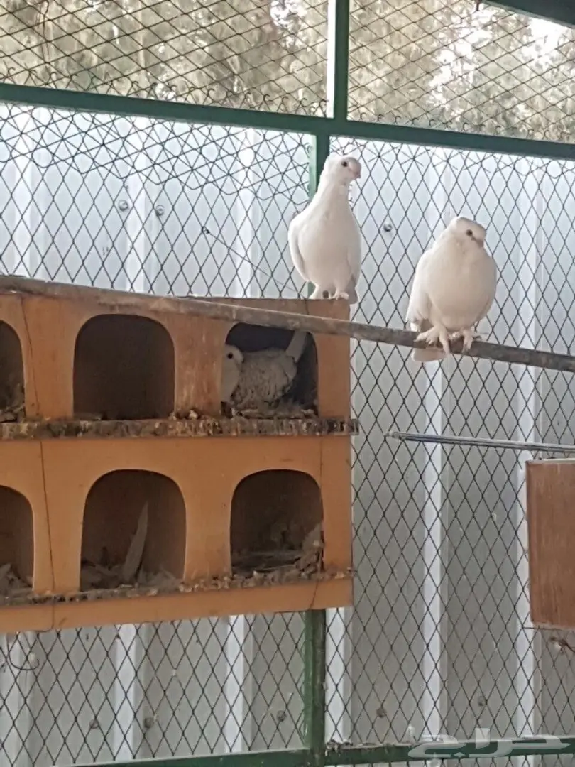 للبيع عشة حمام حب رمان (image 5)