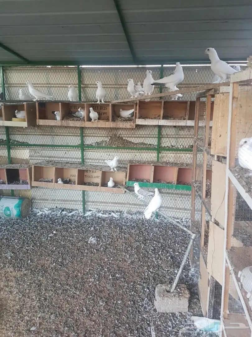 للبيع عشة حمام حب رمان (image 6)