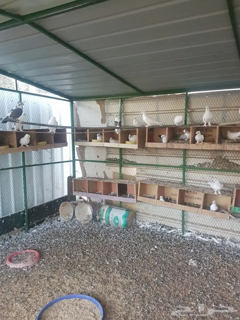 للبيع عشة حمام حب رمان (image 7)