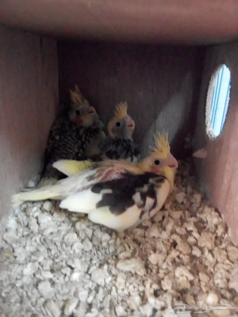 للبيع فروخ كروان العدد 3 (image 10)