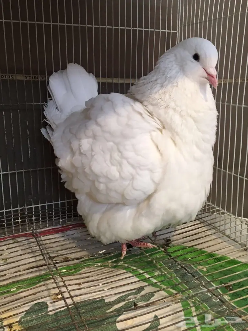 فحل فرش خارجي  (image 2)