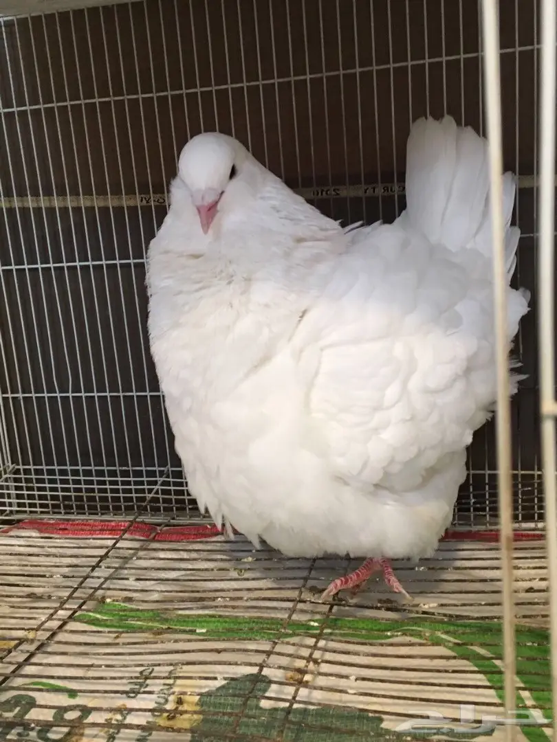 فحل فرش خارجي  (image 3)