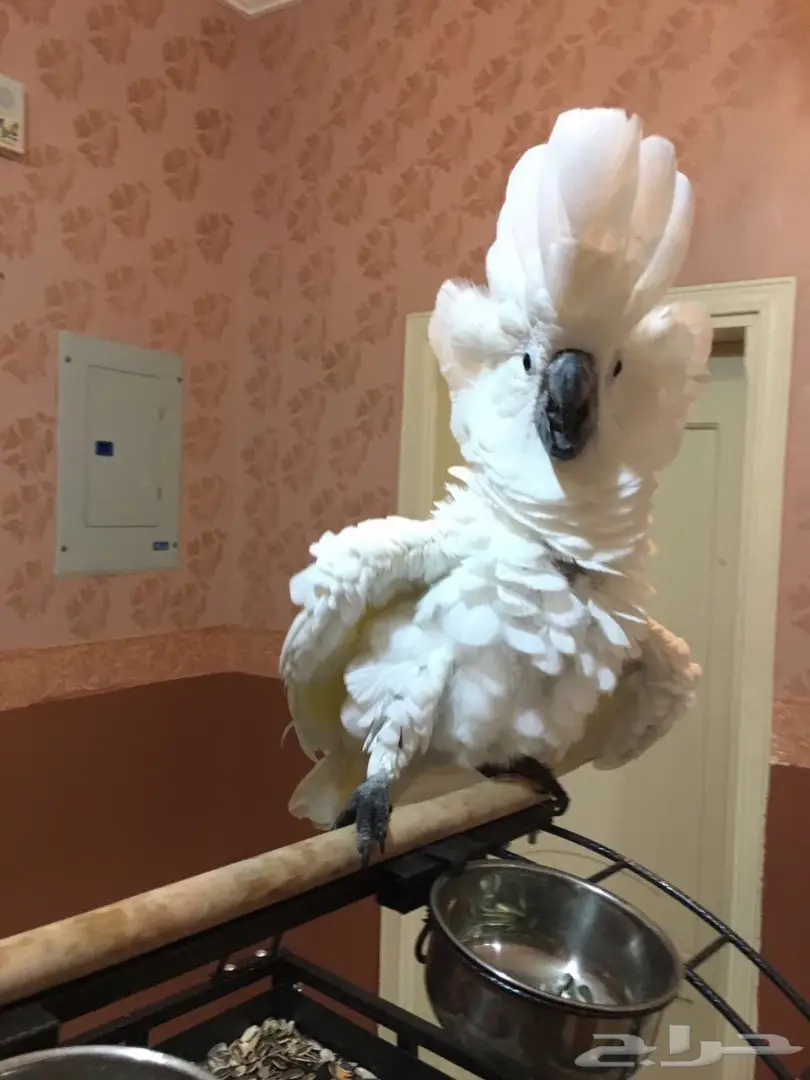 للبيع ببغاء كوكاتو امبريلا