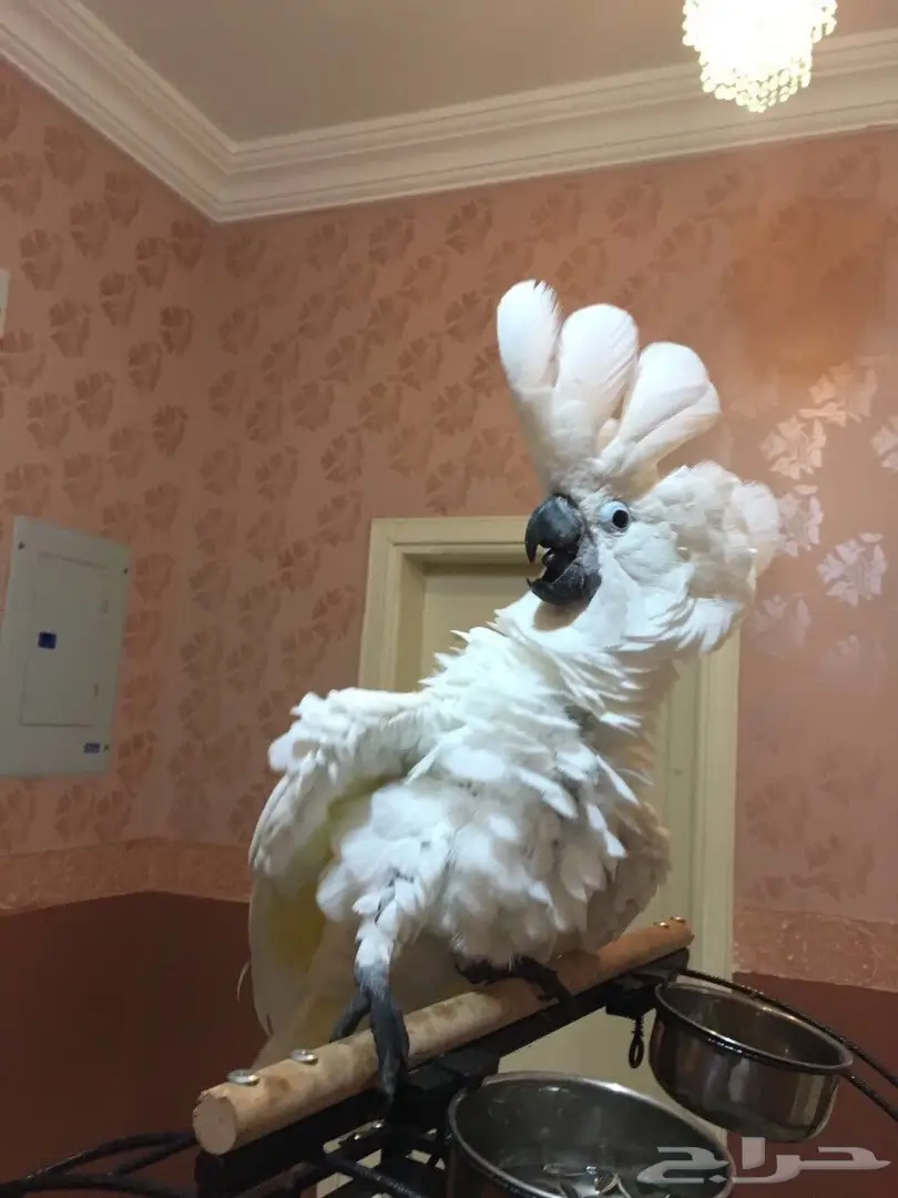 للبيع ببغاء كوكاتو امبريلا (image 1)