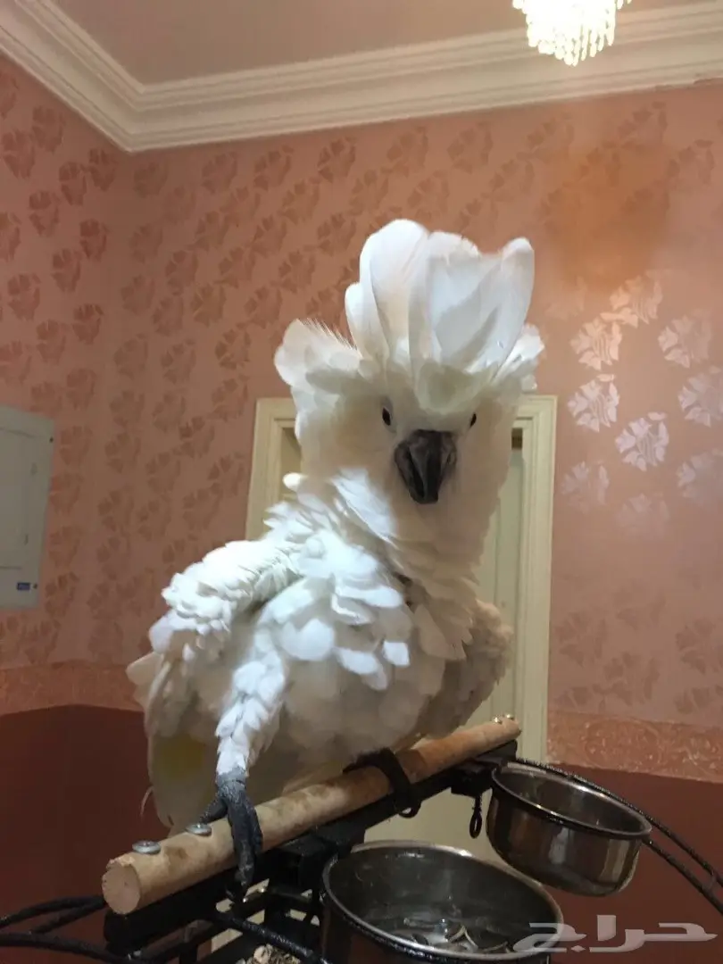 للبيع ببغاء كوكاتو امبريلا (image 2)