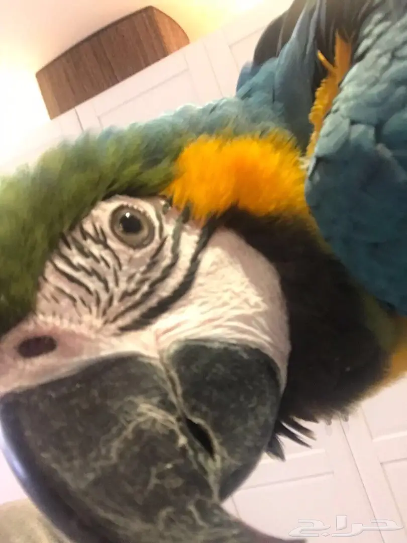 للبيع مكاو blue and gold 