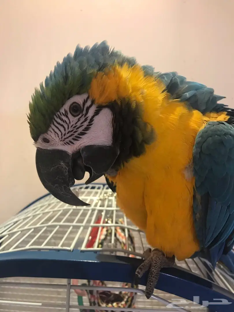 للبيع مكاو blue and gold  (image 2)