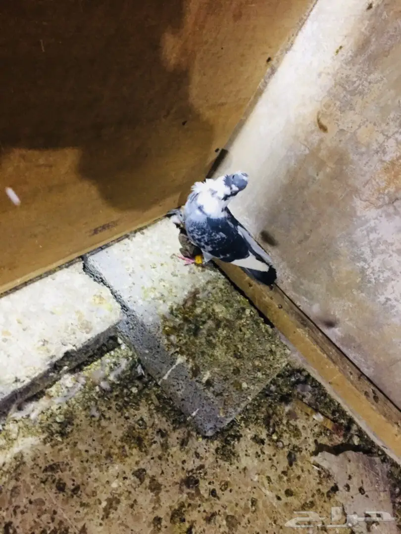 طيور كش مميزة وفرتك! (image 4)