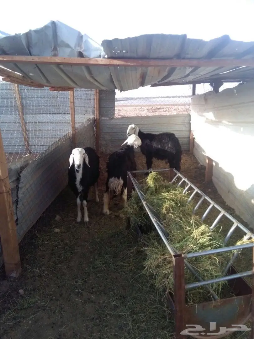 ضان نجد العدد 3