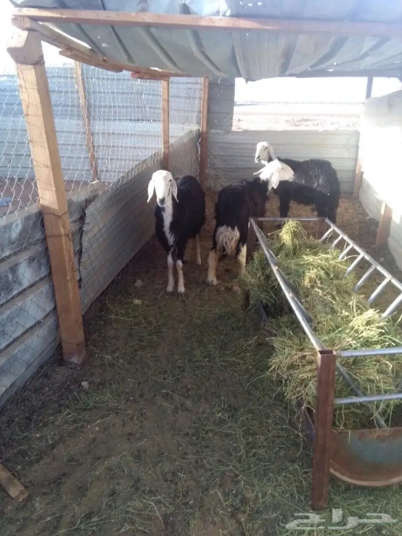 ضان نجد العدد 3 (image 1)