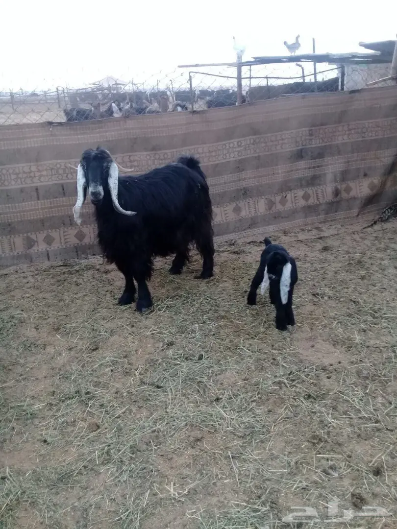 معزاء للبيع  44معها64 إعمارها من شهر ال شهرين