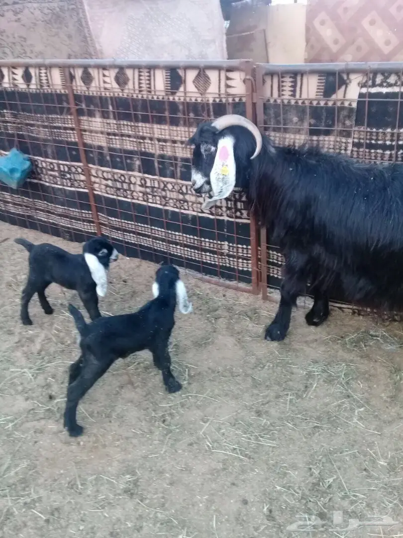 معزاء للبيع  44معها64 إعمارها من شهر ال شهرين (image 1)