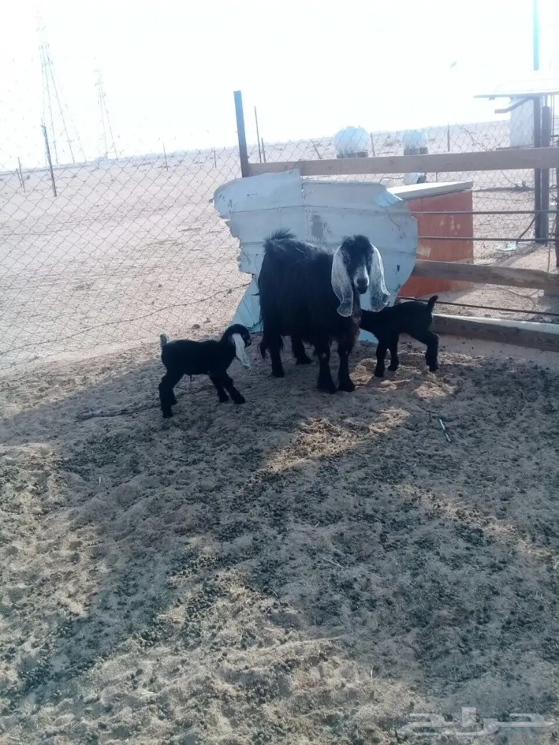 معزاء للبيع  44معها64 إعمارها من شهر ال شهرين (image 2)