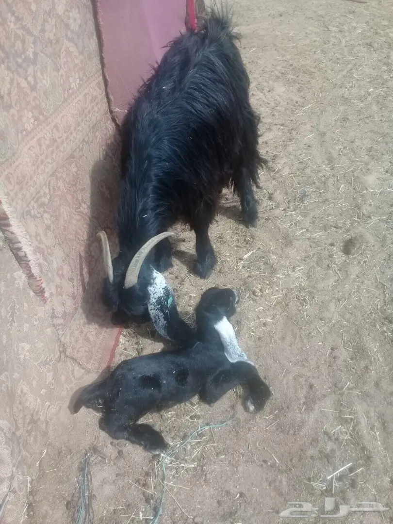 معزاء للبيع  44معها64 إعمارها من شهر ال شهرين (image 3)