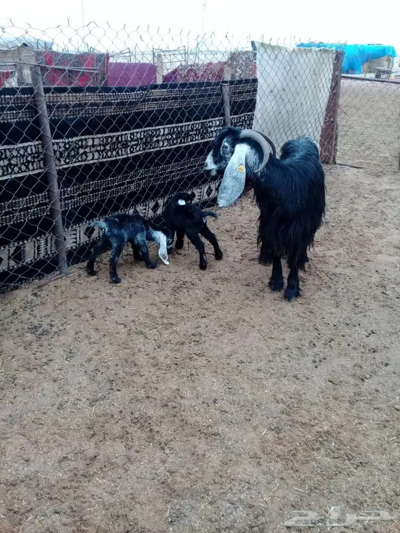 معزاء للبيع  44معها64 إعمارها من شهر ال شهرين (image 4)