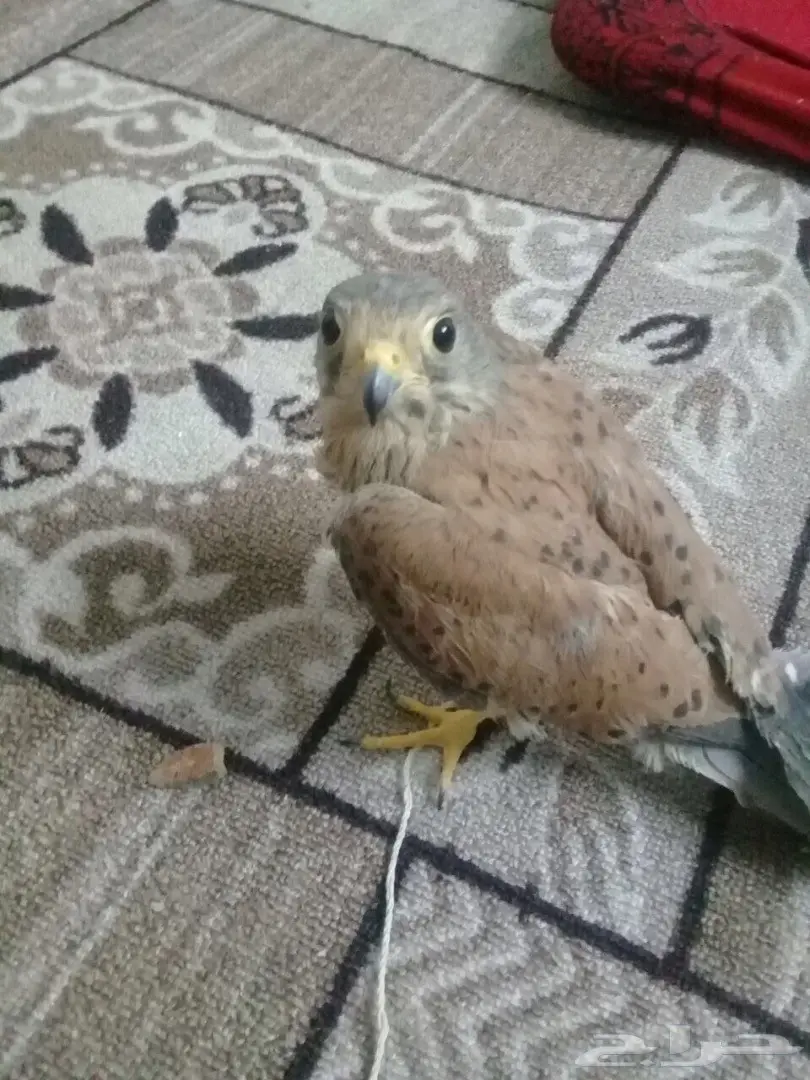 فرخ صقر (image 1)