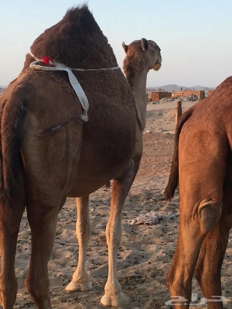 للبيع ناقه شماليه ملاقي مزيونه 