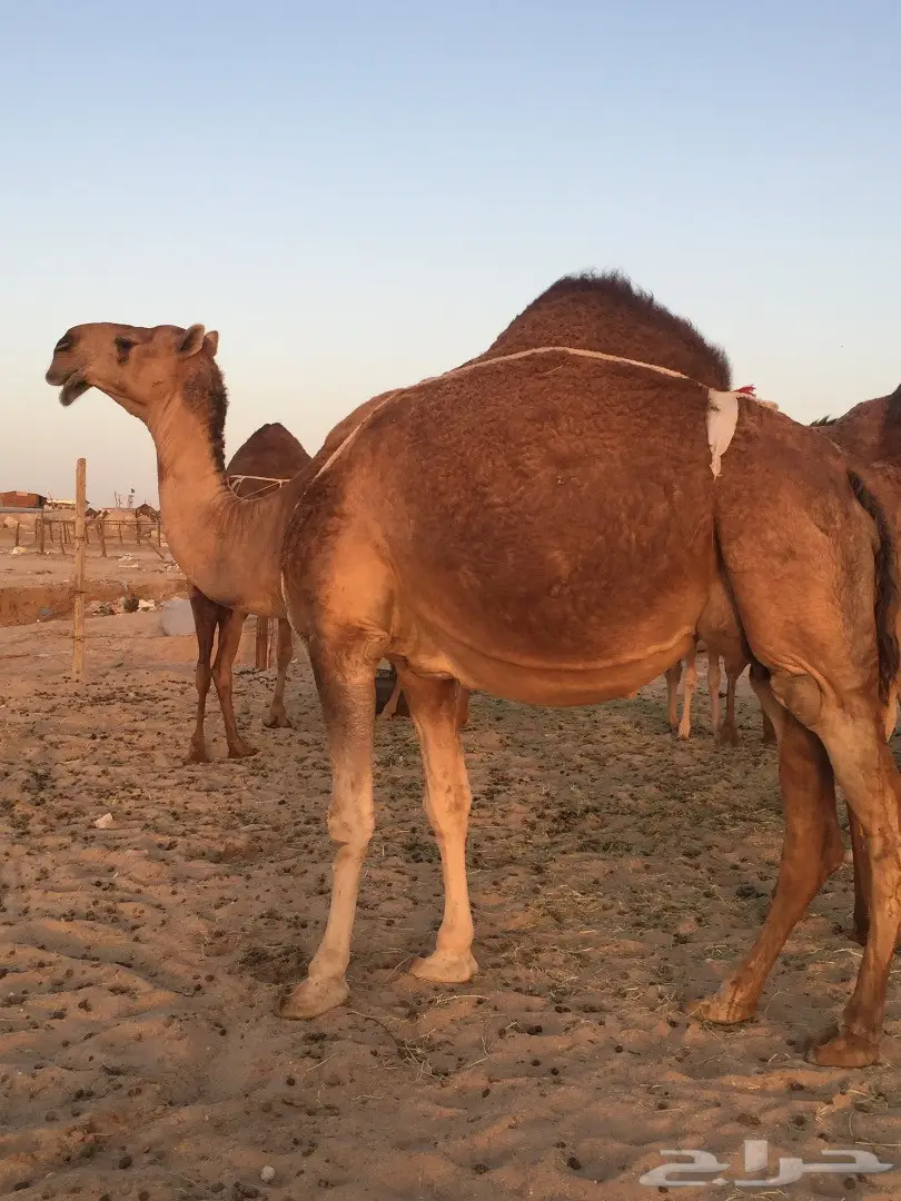 ناقة شمالية ملاقية مميزة - فرصة لا تُفوت! (image 2)