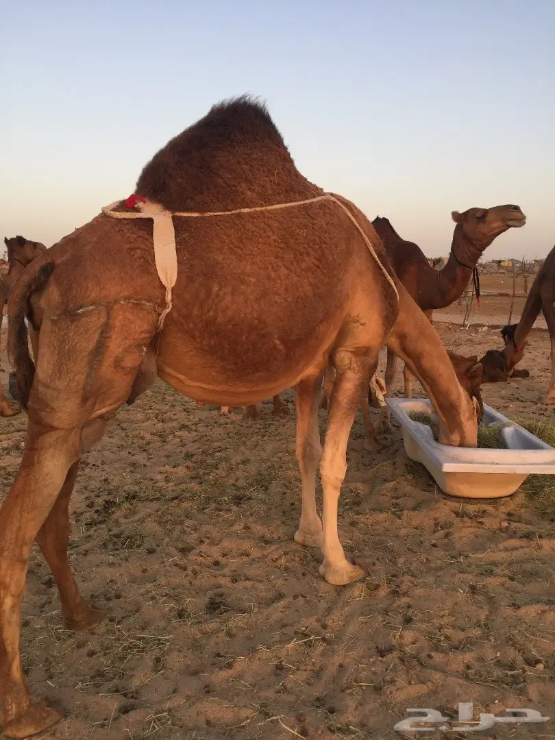 ناقة شمالية ملاقية مميزة - فرصة لا تُفوت! (image 3)