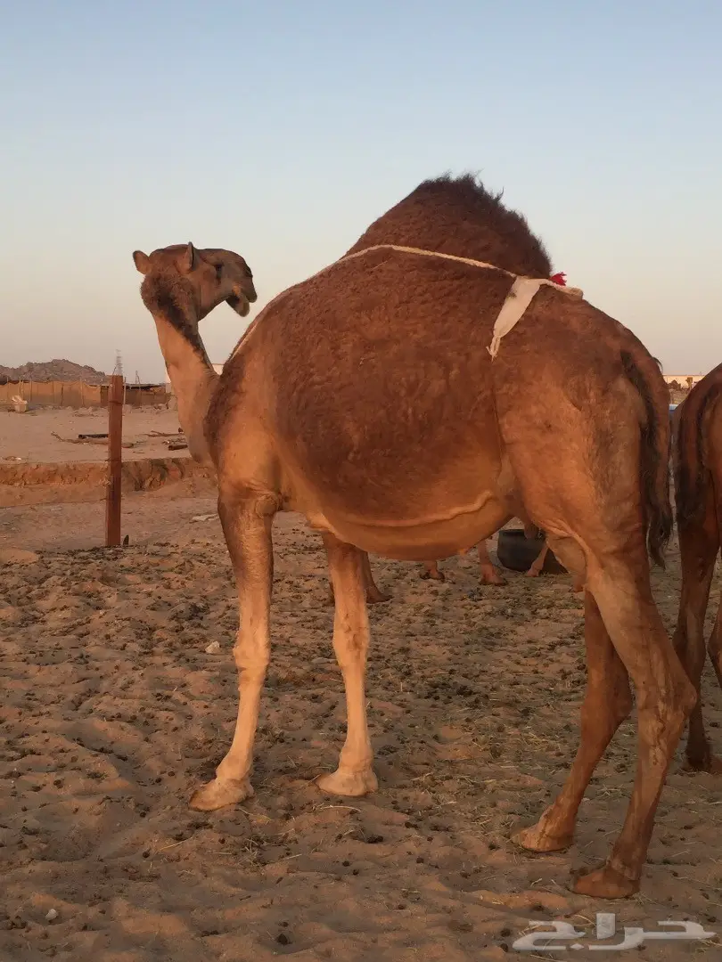 ناقة شمالية ملاقية مميزة - فرصة لا تُفوت! (image 5)