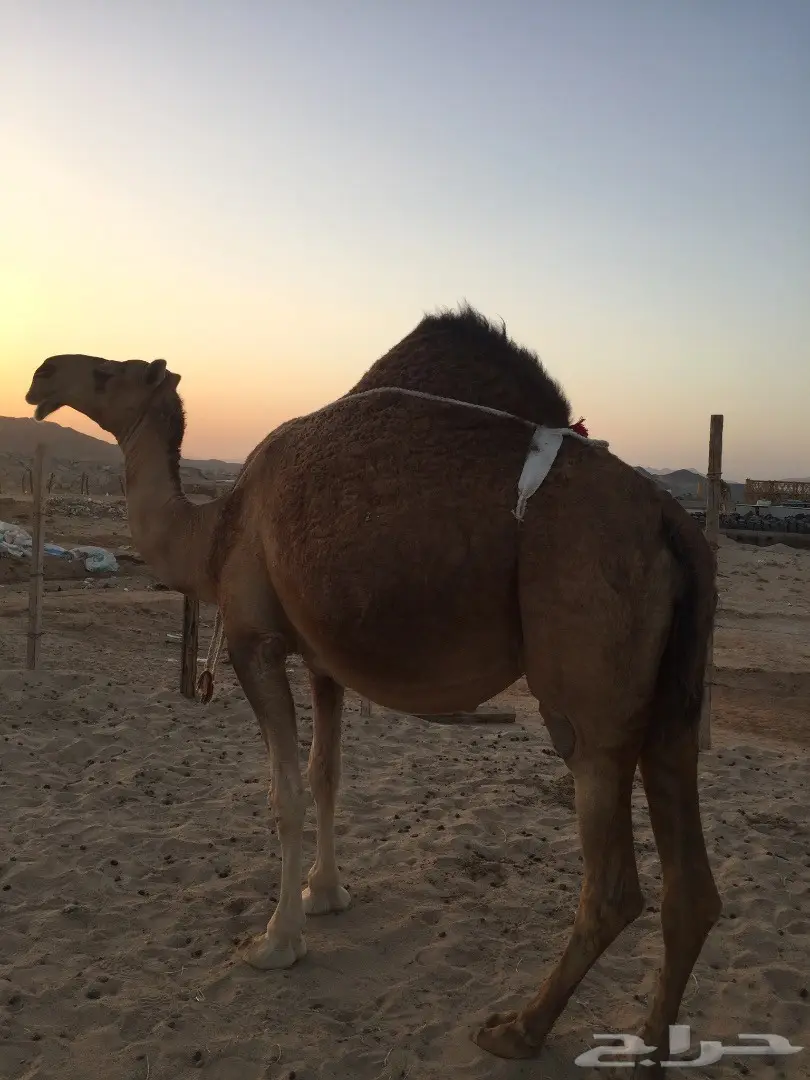 ناقة شمالية ملاقية مميزة - فرصة لا تُفوت! (image 6)