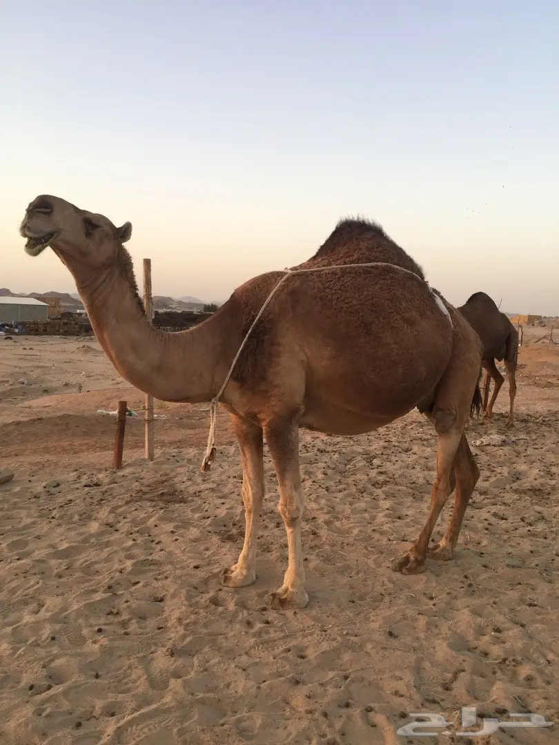 ناقة شمالية ملاقية مميزة - فرصة لا تُفوت! (image 7)