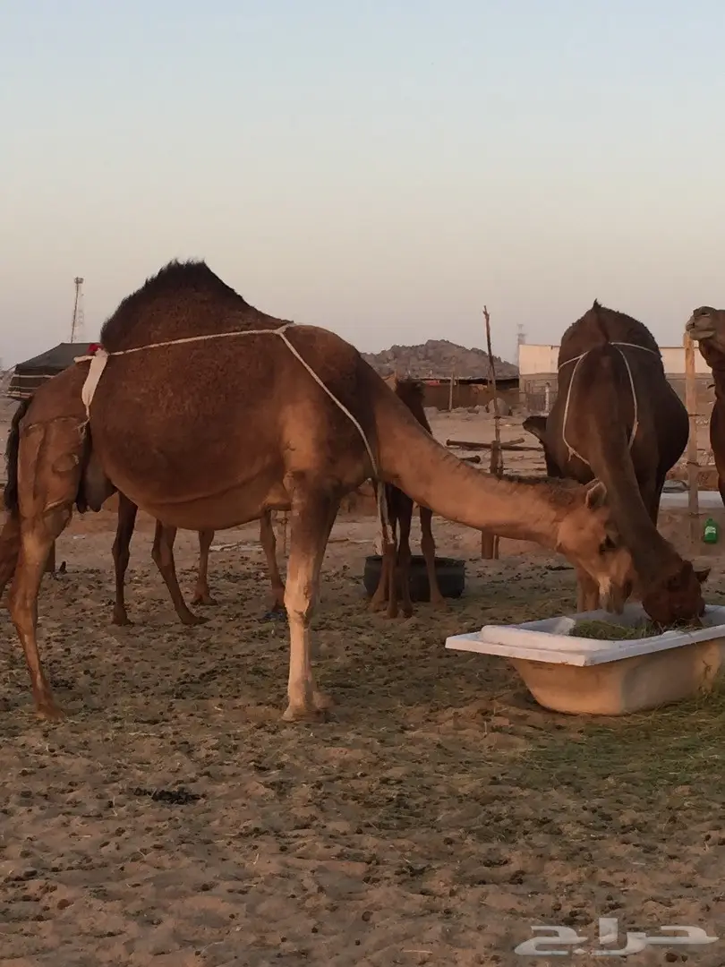 ناقة شمالية ملاقية مميزة - فرصة لا تُفوت! (image 9)