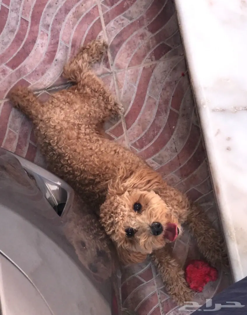 ميني بودل لطيفة - فرصة لا تُفوّت! (image 2)