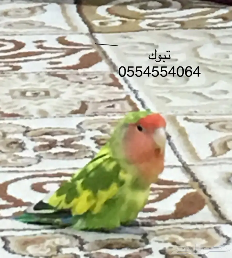 روز طار مني بتبوك - فرصة لا تُفوّت!